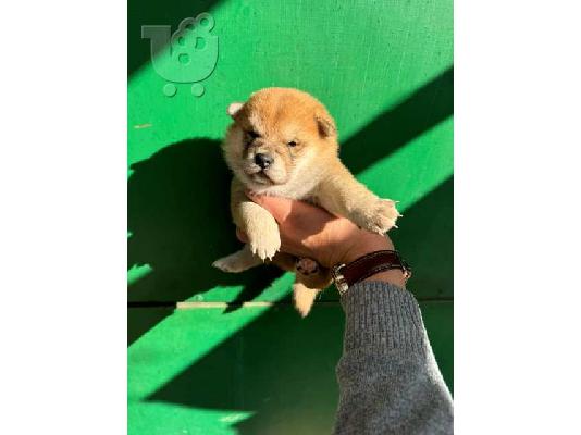 Shiba Inu TOP κουτάβια